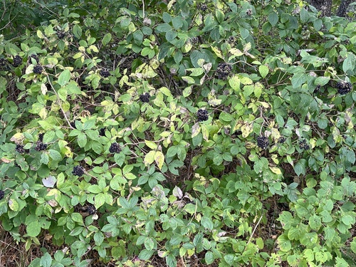 Eleutherococcus sessiliflorus, 2026-09-23