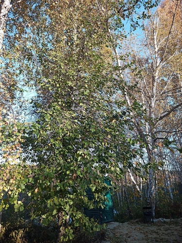 common alder