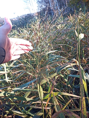 common reed