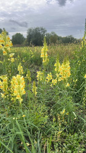 common toadflax