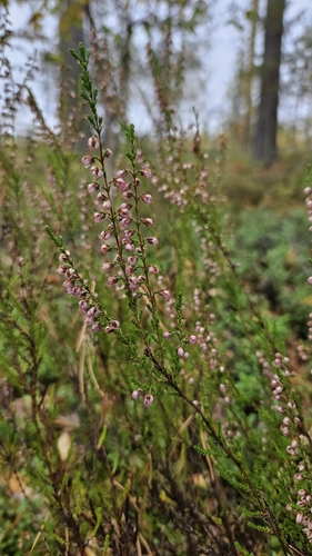 common heather