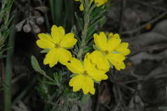Hibbertia australis