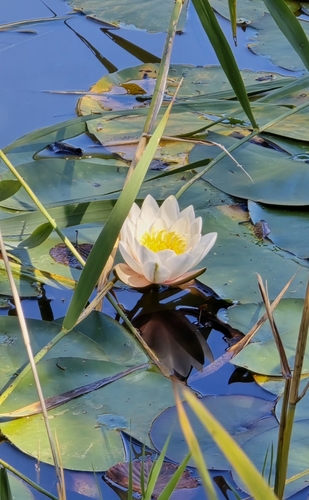 European White Waterlily