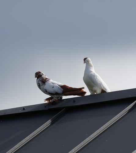 Feral Pigeon