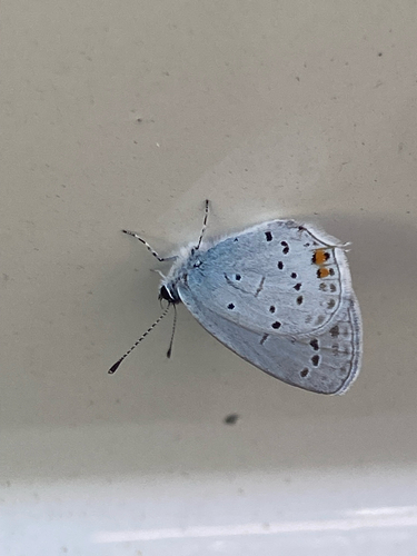 Short-tailed Blue