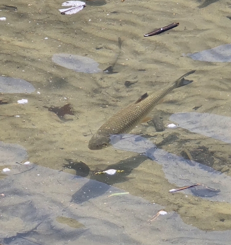 European Chub