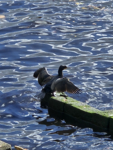 Great Cormorant
