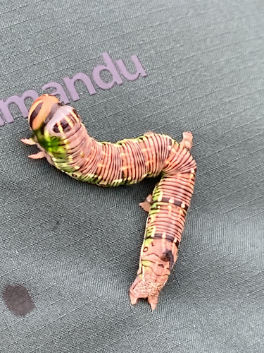 Pine Hawkmoth