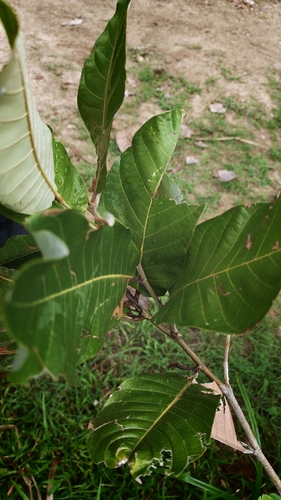 Microdesmia arborea observed 2026-09-23