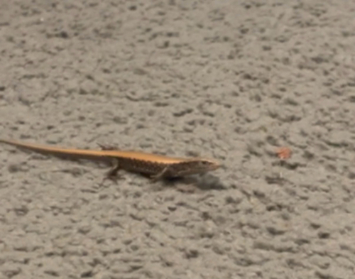 Northern Alligator Lizard