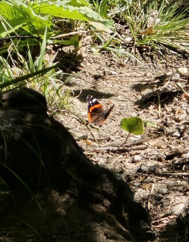 Red Admiral