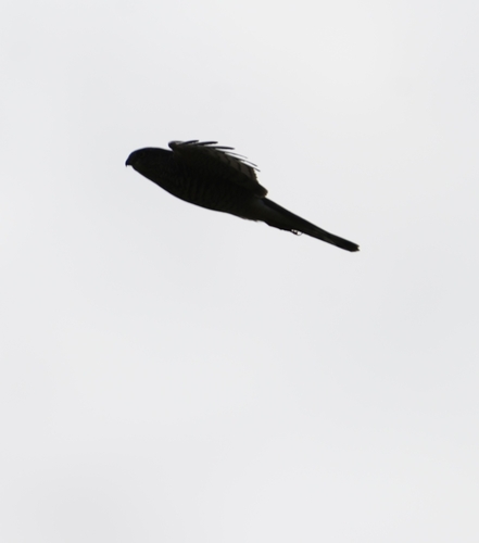 Eurasian Sparrowhawk
