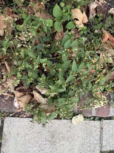 Galinsoga parviflora, photograph 3