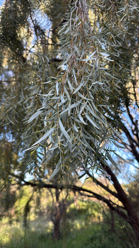Acacia pendula, 2026-09-23