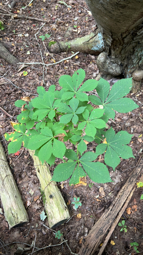 horse-chestnut