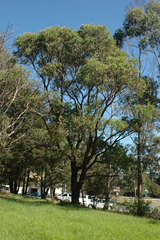 Eucalyptus fulgens