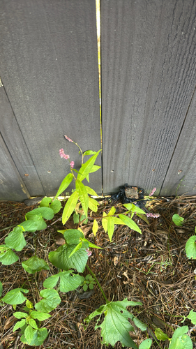 low smartweed