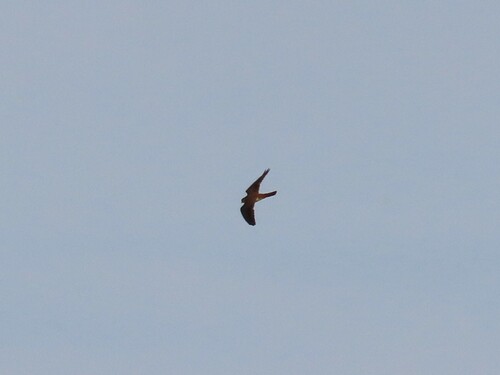 American Kestrel