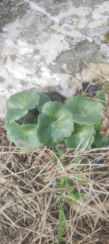Wall Pennywort