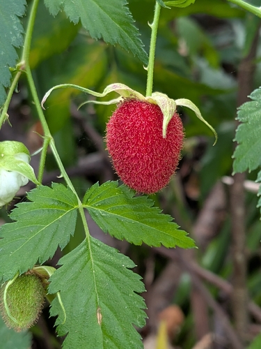 Rubus rosifolius, photograph 1