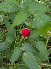 Rubus rosifolius, photograph (c) ratbagplant, some rights reserved (CC BY)