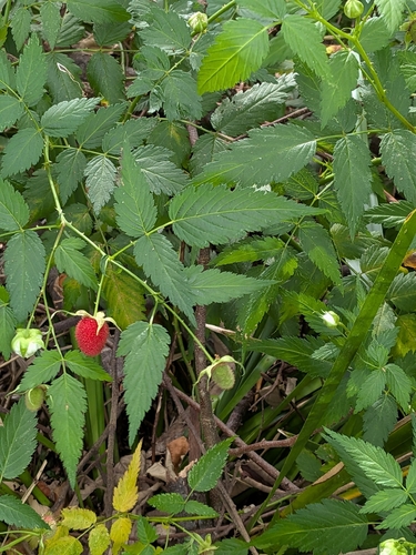 Rubus rosifolius, photograph 3