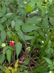 Rubus rosifolius, photograph (c) ratbagplant, some rights reserved (CC BY)