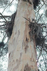 Eucalyptus cypellocarpa