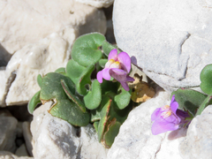 Cymbalaria pallida, photograph (c) Emanuele Santarelli, some rights reserved (CC BY-SA)