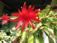 Rhipsalidopsis gaertneri