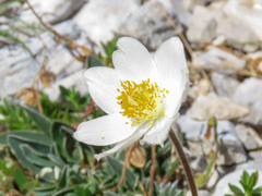 Pulsatilla alpina