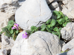 Cymbalaria pallida