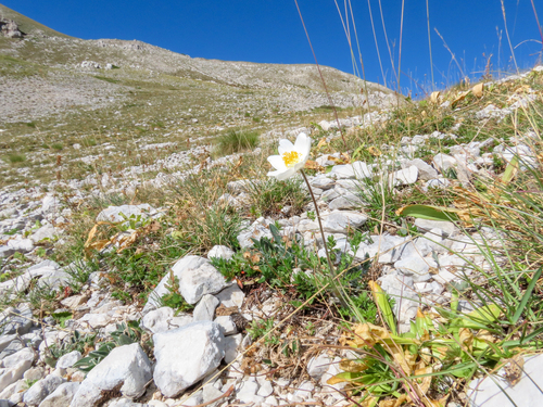Pulsatilla alpina, photograph 1
