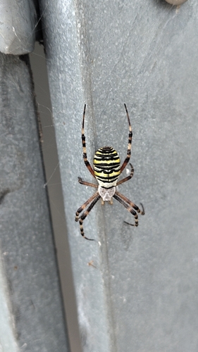 Wasp Spider