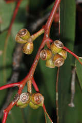 Eucalyptus goniocalyx laxa