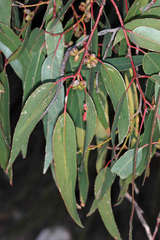 Eucalyptus goniocalyx laxa
