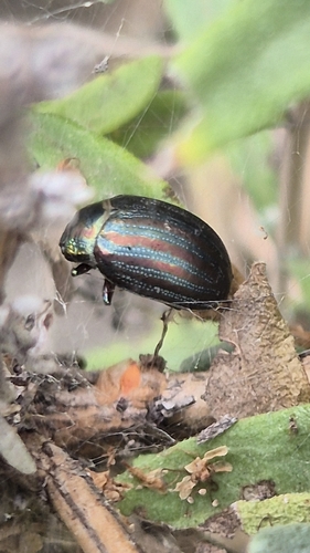 Rosemary Beetle
