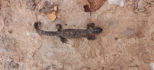 Great Crested Newt