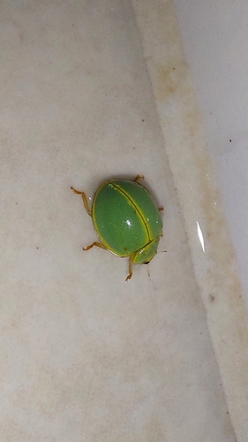 Carpinchita devestita