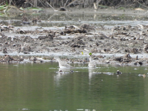 Spotted Redshank