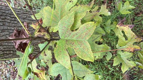 American tuliptree