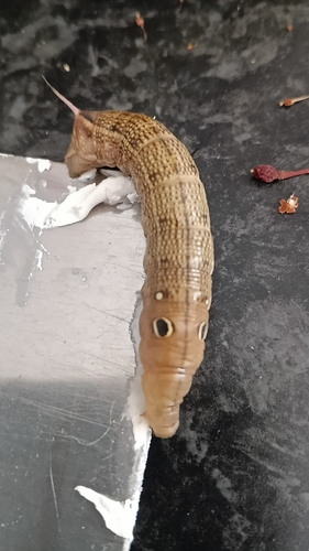 Vine Hawkmoth