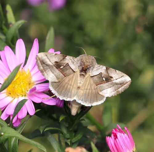 Macdunnoughia purissima