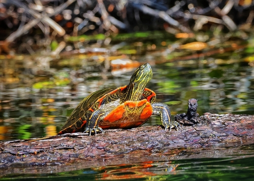 Western Painted Turtle
