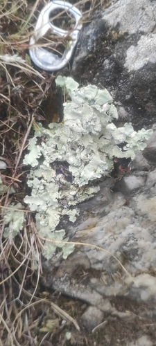common greenshield lichen