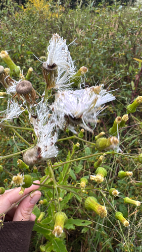 American burnweed