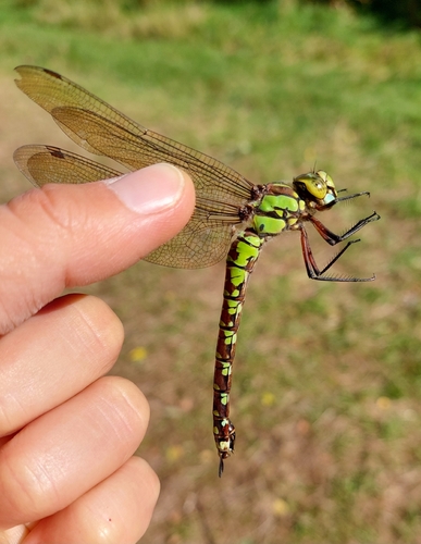Southern Hawker