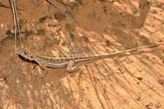 Ctenophorus spinodomus