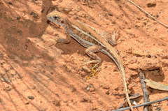 Ctenophorus spinodomus