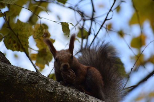 Eurasian Red Squirrel